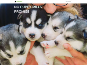 no-puppy-mills